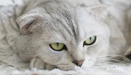 U22国足2-0领先！下半场开场仅30秒，李新翔头球破门